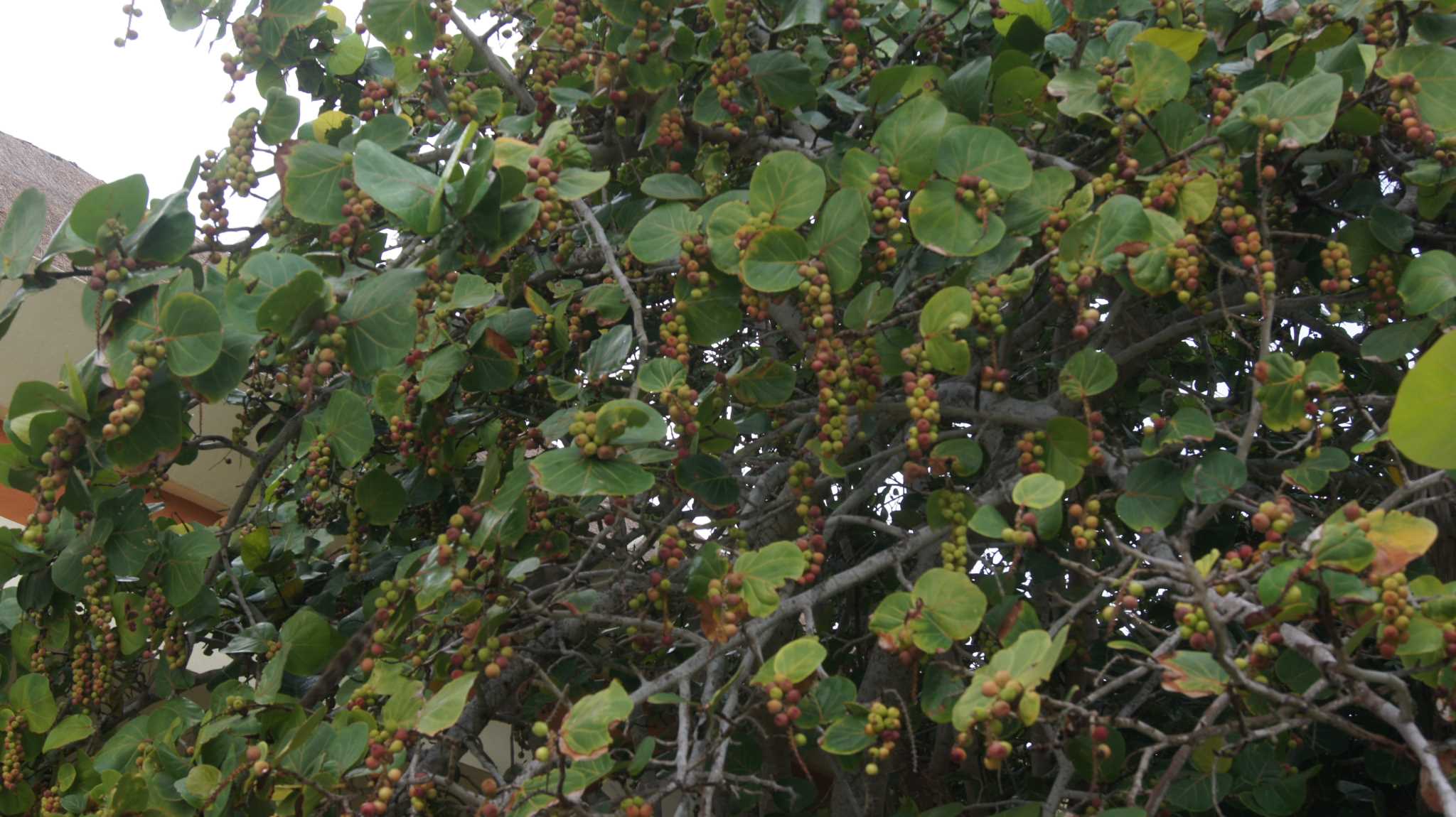 Коати обожают дикий виноград в Мекскике - Bahia principe - A Coati(like a blend of a badger & a lemur)-wilde grape